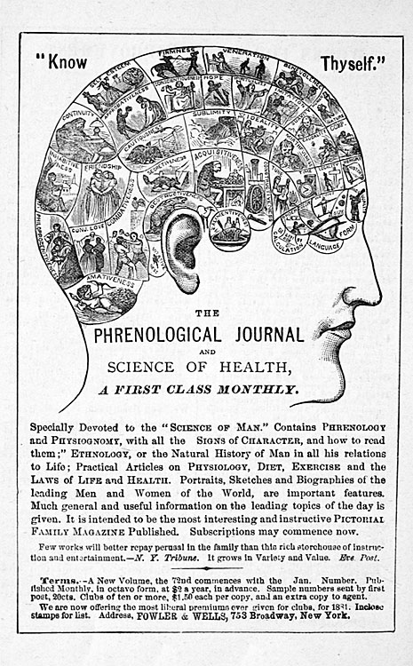Phrenological Bust, 1881