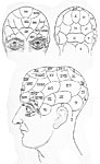 Phrenological Bust, 1824 [thumbnail]